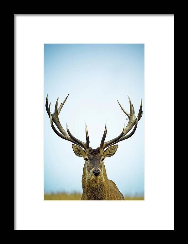 Horned Framed Print featuring the photograph Close Up Of Red Deer Stag Cervus Elaphus by Jason Hosking