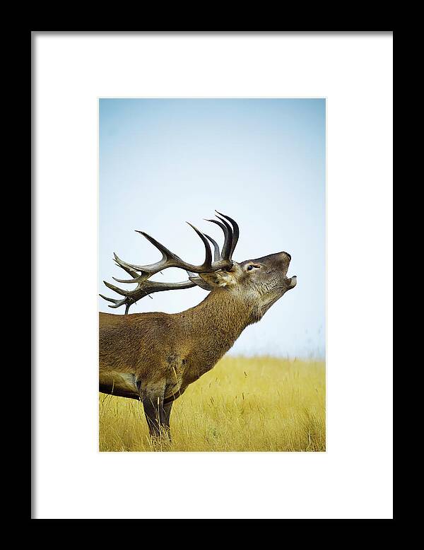 Horned Framed Print featuring the photograph Close Up Of Red Deer Stag Roaring by Jason Hosking