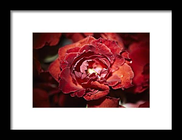 Outdoors Framed Print featuring the photograph Close Up Of Red Rose For Sale At Market by Niels Busch