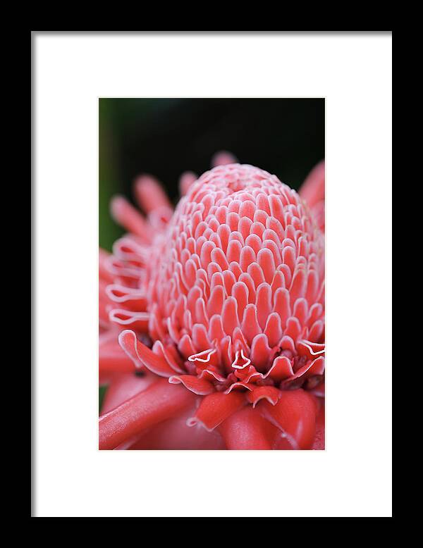 Petal Framed Print featuring the photograph Close Up Of Torch Ginger by I'm Kazuo Ichikawa, Residing In Tokyo, Japan. I Have A Profo