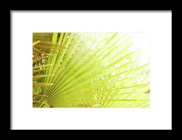 Environmental Conservation Framed Print featuring the photograph Close-up Of Tropical Palm Leaf In Sun by Gspictures