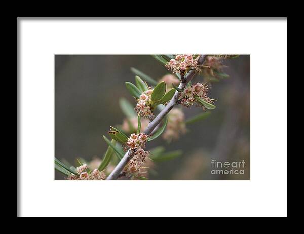 Mountain Laurel Framed Print featuring the photograph Closeup Mountain Laurel in Utah by Colleen Cornelius