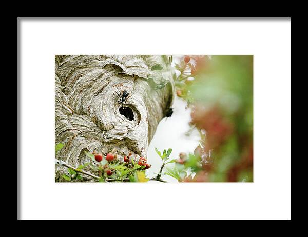 Pollinators Framed Print featuring the photograph Closeup Photo Of A Bee Entering A Hive by Cavan Images