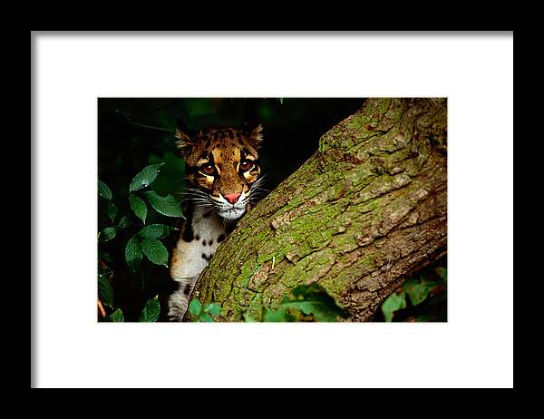 Hiding Framed Print featuring the photograph Clouded Leopard Neofelis Nebulosa by Art Wolfe