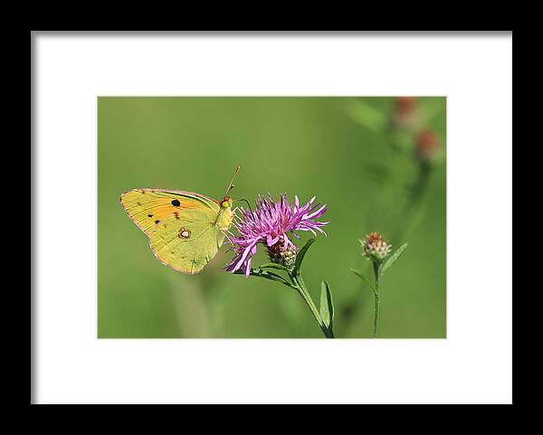 Clouded Framed Print featuring the photograph Clouded Yellow by Simun Ascic