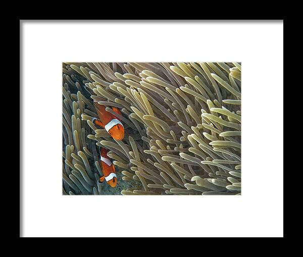 Underwater Framed Print featuring the photograph Clown Fish Ko Phi Phi by Essai