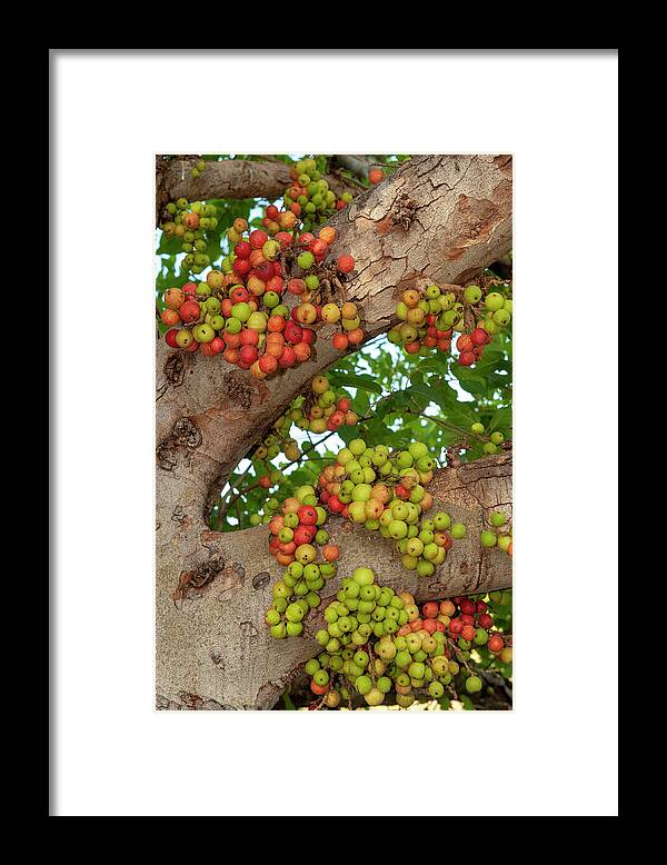 Ficus Glomerata Framed Print featuring the photograph Cluster Fig Tree With Abundance Of Fruit, Provides Food For by Steven David Miller / Naturepl.com