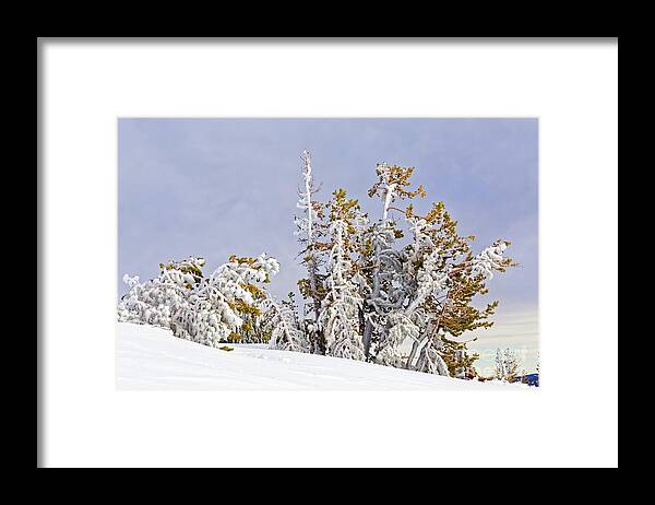 Nature Framed Print featuring the photograph Cluster Of Windblown Ice Covered 15 Tall Conifer Trees Snow Hillside Tree Line Blue Gray Sky by Robert C Paulson Jr