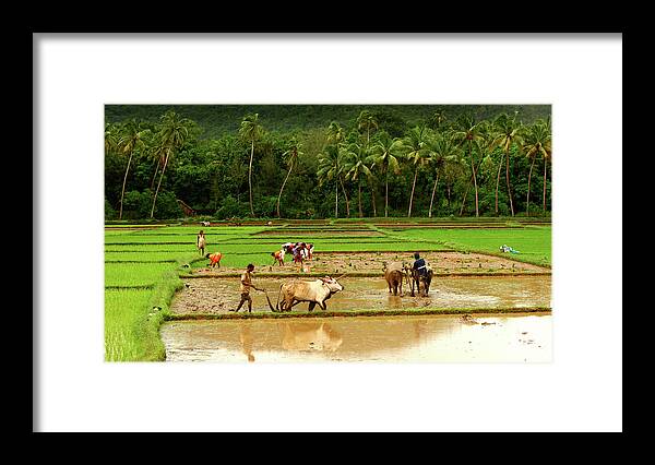 Working Framed Print featuring the photograph Coastal Karnataka by Rbb
