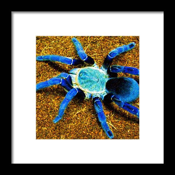cobalt blue tarantula baby