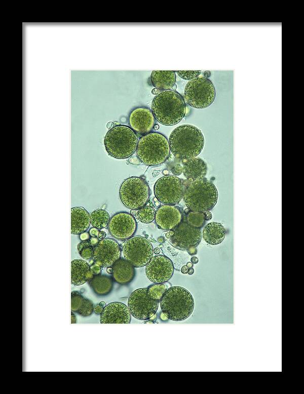 Research Framed Print featuring the photograph Coccoid Green Alga. Unicellular Green by Ed Reschke