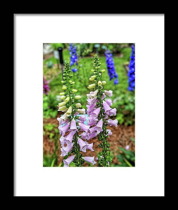 Flowers Framed Print featuring the photograph Cocklebells by Portia Olaughlin
