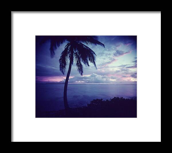 1950-1959 Framed Print featuring the photograph Coconut Tree by John Dominis