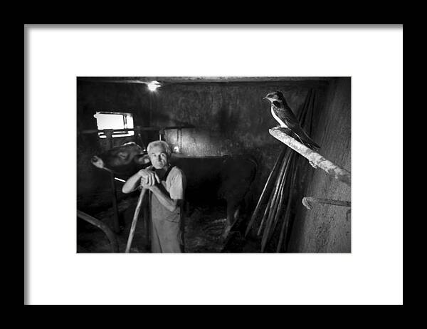 Farmer Framed Print featuring the photograph Coexistence by Matej Vranic