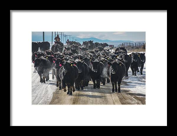 Cowboy Framed Print featuring the photograph Cold Angus by Todd Klassy