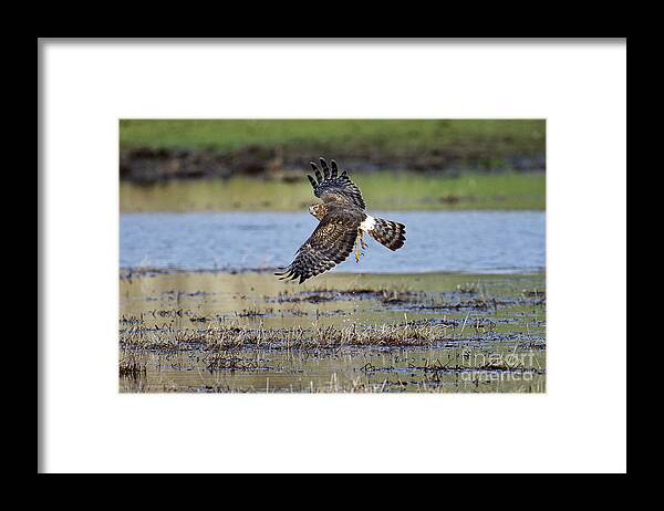 Northern Harrier Framed Print featuring the photograph Cold Feet by Craig Leaper
