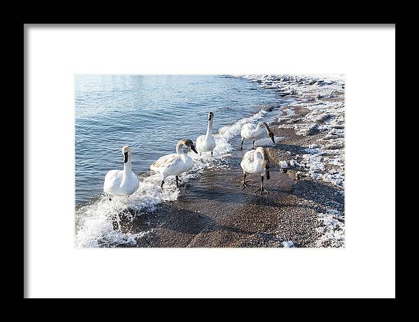 Georgia Mizuleva Framed Print featuring the photograph Cold Swan Splash - Wild Trumpeters Family Walk on a Snowy Beach by Georgia Mizuleva