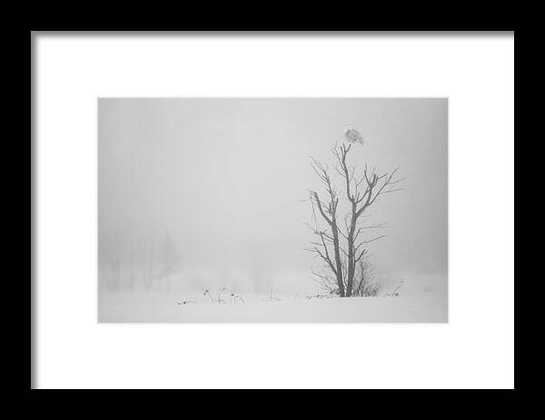 Snowy Owl Framed Print featuring the photograph Cold White by Alessandro Catta