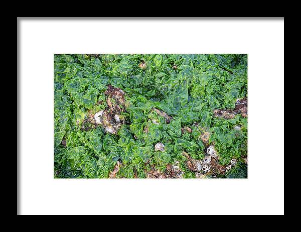 Plant Framed Print featuring the photograph Coldwater Seaweed, Bohai Sea,yellow Sea. Yangma Island by Magnus Lundgren / Wild Wonders Of China / Naturepl.com