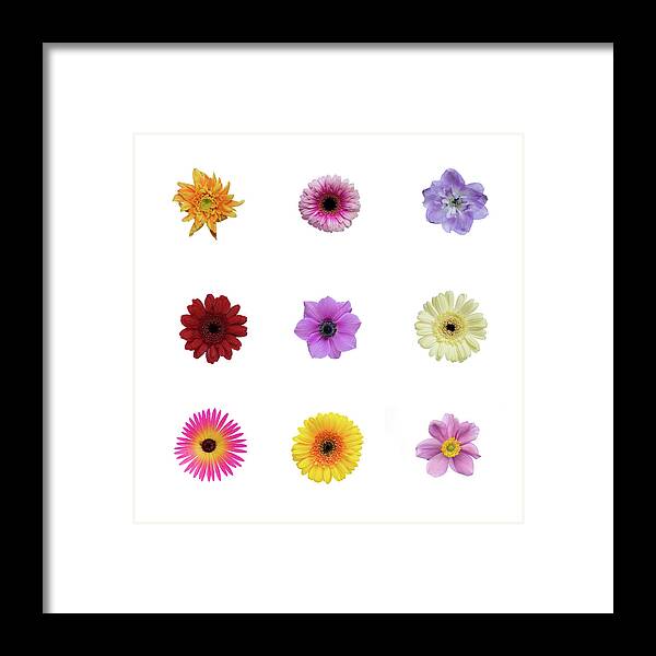 White Background Framed Print featuring the photograph Collection Of Flowers by Paula Daniëlse