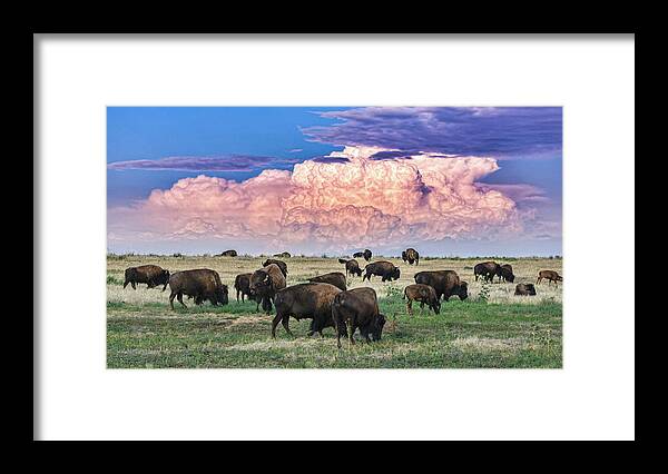 Bison Framed Print featuring the photograph Colorado Bison by Christopher Thomas
