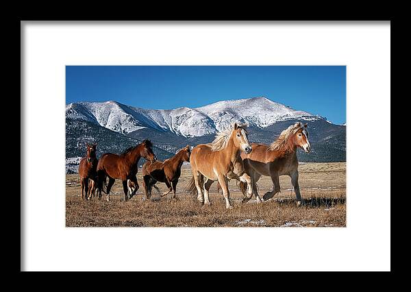 Horse Framed Print featuring the photograph Colorado Horses 2 by David Soldano