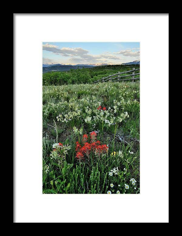 Ouray Framed Print featuring the photograph Colorado Wildflowers near Dallas Creek Road by Ray Mathis