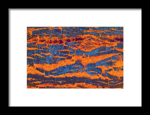 Colorful Bark 03 Framed Print featuring the photograph Colorful Bark 03 by Anita Vincze