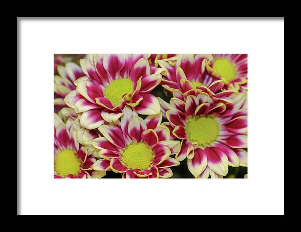 Fall Framed Print featuring the photograph Colorful Fall Blooms by Mary Anne Delgado