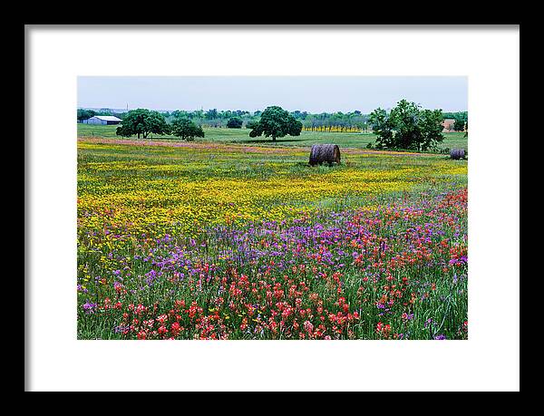 Texas Bluebonnets Framed Print featuring the photograph Colorful Hay Bales by Johnny Boyd
