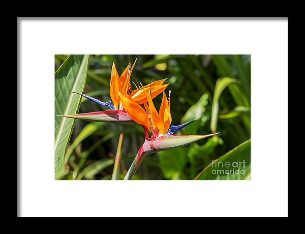 Beauty Framed Print featuring the photograph Colorful Of Bird Of Paradise Flower by Ntdanai