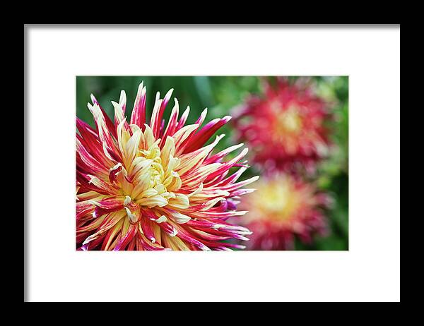 Flowerbed Framed Print featuring the photograph Colorful Red And Yellow Dahlias by Ogphoto