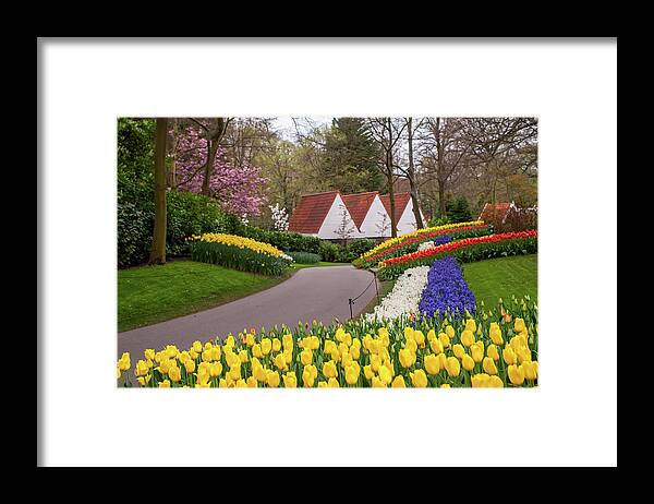 Jenny Rainbow Fine Art Photography Framed Print featuring the photograph Colorful Stripes of Keukenhof Garden by Jenny Rainbow