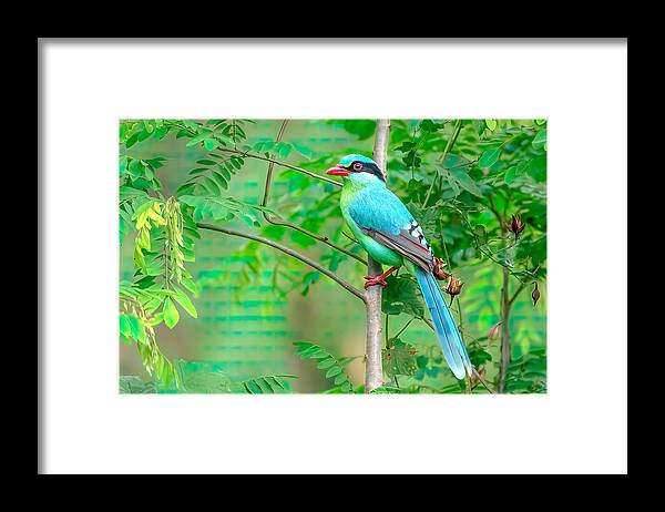 Greenmagpie Framed Print featuring the photograph Colors In Wild by Samir Sachdeva