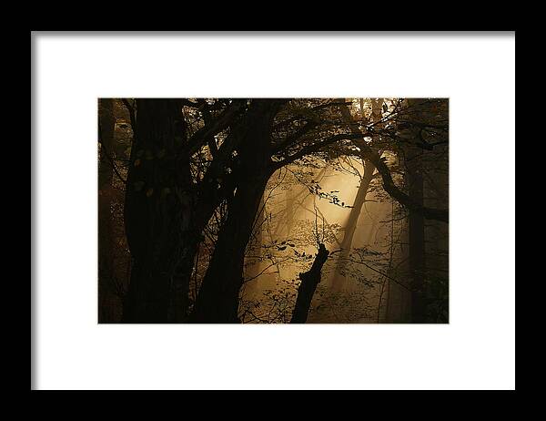 Graphic Framed Print featuring the photograph Colors Of Fall by Norbert Maier