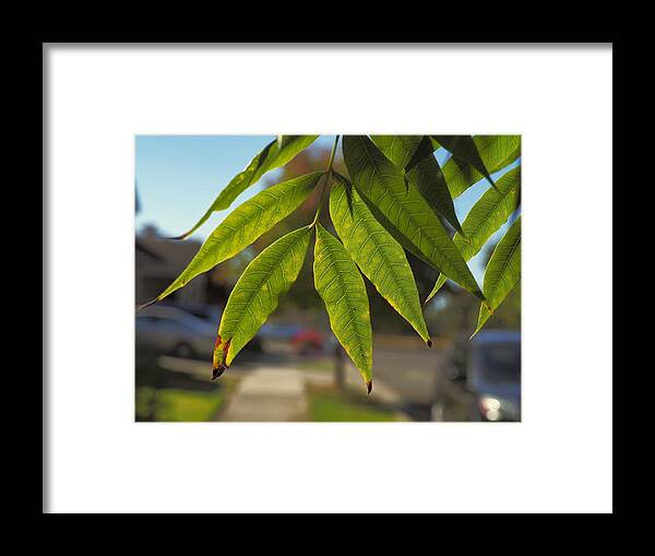 Landscape Framed Print featuring the photograph Colors of the Neighborhood 15 by Richard Thomas