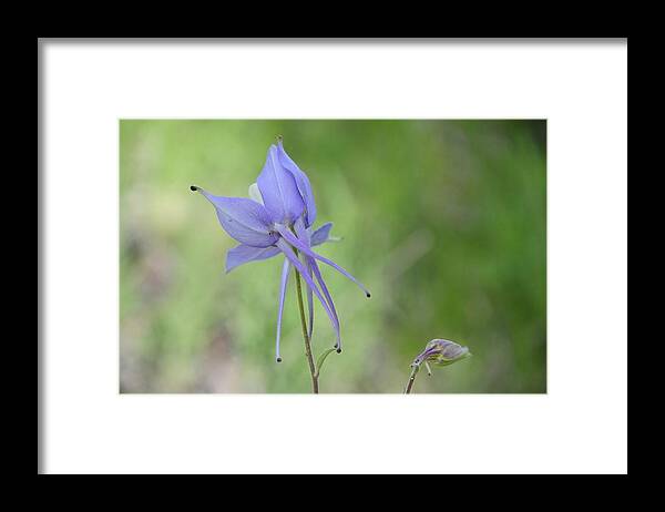  Framed Print featuring the photograph Columbine details by Susie Rieple