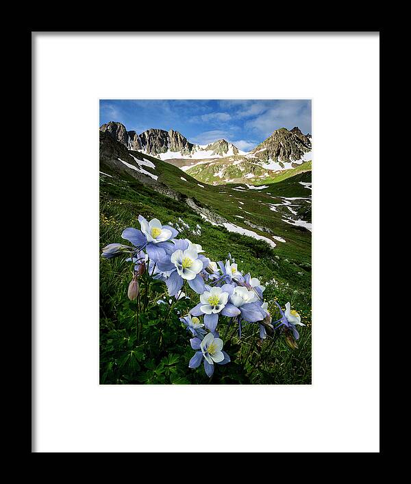 Wildflowers Framed Print featuring the photograph Columbines at American Basin by David Soldano