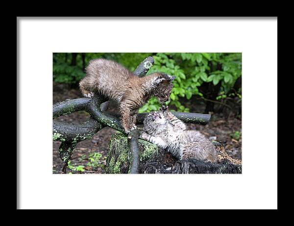 Bobcat Framed Print featuring the photograph Come closer if you dare by Dan Friend