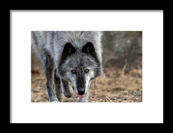 Wolf Framed Print featuring the photograph Come Here Kid....you Look Tasty by Sam Rino
