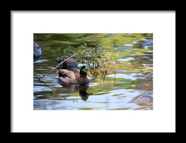 Mallard Framed Print featuring the photograph Common Drake by Karol Livote
