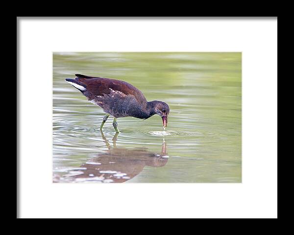 Common Gallinule Framed Print featuring the photograph Common Gallinule Juvenile 5629-081019 by Tam Ryan