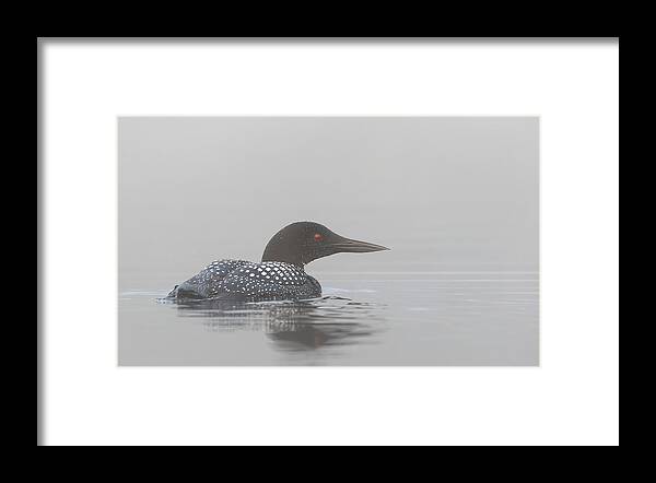 Loon Framed Print featuring the photograph Common Loon In Early Morning Fog by Jim Cumming