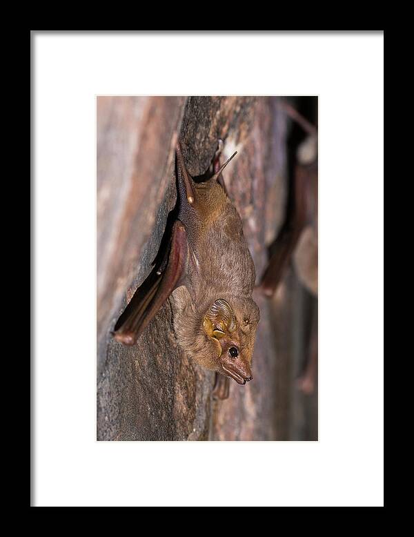 Animal Framed Print featuring the photograph Common Sheathtail Bat Clinging On To Rock Wall, Kununurra by Bruce Thomson / Naturepl.com