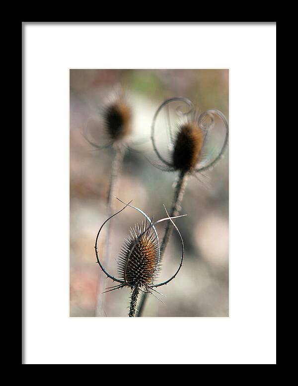 Nature Framed Print featuring the photograph Common Teasel by Christina Rollo