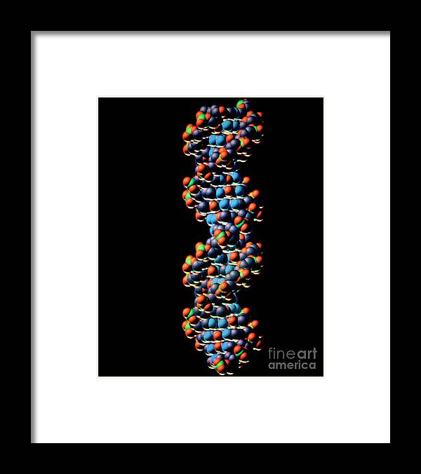 Computer Graphics Framed Print featuring the photograph Computer Graphics Of Dna Double Helix Structure by Oxford Molecular Biophysics Laboratory/science Photo Library