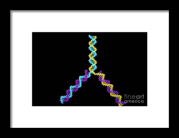 Computer Graphic Framed Print featuring the photograph Computer Graphics Of Dna Replication by Clive Freeman, The Royal Institution/science Photo Library