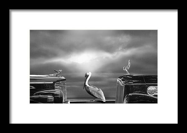 Pelican Framed Print featuring the photograph Comtemplating The Pelican by Larry Butterworth
