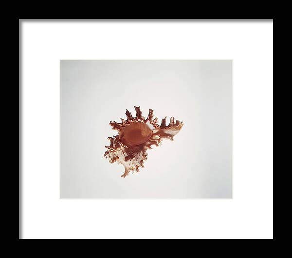 White Background Framed Print featuring the photograph Conch On White Background by Tom Kelley Archive
