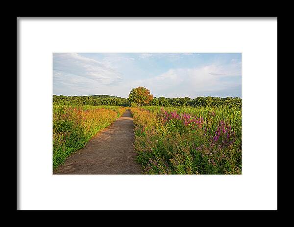 Concord Framed Print featuring the photograph Concord Great Meadows Lupine Pathway by Toby McGuire